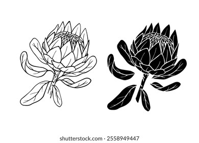 Botanical sketch, stamp, protea flower silhouette. Vector graphics.