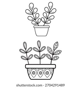 Botanical Sketch of Succulent Pots
