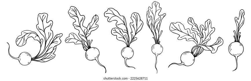 Botanical sketch of summer radish vegetables with leaves. Vector graphics.