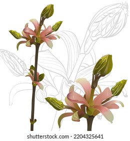 botanical sketch of a young shoot of a tree in graphic and watercolor styles on a white background