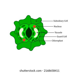 Botanical structure of open stomatal cell. Stomatal cell structure with labelling.