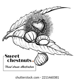 Botanical Sweet Chestnut Vector Illustration