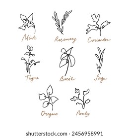 Botanical symbols illustration. Mint, Rosemary, Coriander, Thyme, Basil, Sage, Parsley, Oregano. Minimalistic logos set for cafe menu, herbalist, wellness, organic brand, cosmetics and more. Line