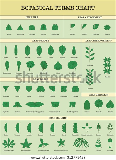 Leaf Venation Chart