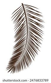 Botanical tropical palm pointed long multifoliate leaves branches hand drawn line for modern design decoration. Flat style. Vector illustration.