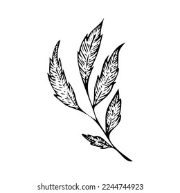 Botanical twig vector. Silhouette of a twig with leaves. Herbarium clipart. Botany element. Decorative leaf graphics.