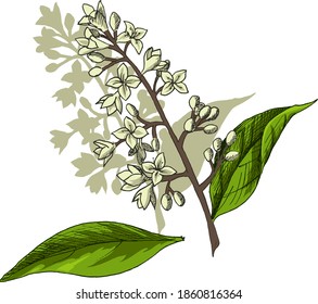 Botanical vector colored illustration of common privet branch. Illustration for packaging design and all-over prints