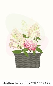 Diseño de vectores botánicos para imprimir, afiche, tarjeta, cubierta, arte de pared mínimo y natural. Flores de hidrangea, ramos en macetas de flores. Tono pastel, color verde y rosa. Decoración de textura.