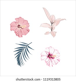 Botanical Vector Elements: ficus elastica, hibiscus flowers and palm leaves.