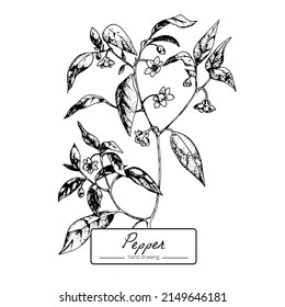 Botanical vector flower plant pepper hand draw for card and print