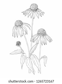 Botanical Vector Hand Drawn Echinacea Illustration. Detailed Image.