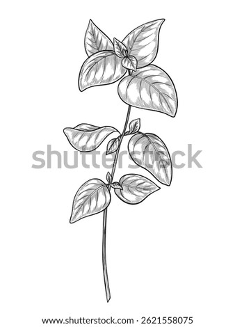 Botanical vector illustration of a Basil branch in line art style. Drawing of kitchen herb with leaves for culinary or cooking book recipes in outline style. Sketch of mint or oregano for food labels.
