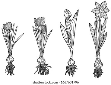 Botanical vector illustration in black outline on a white background.  Coloring page for children and adults. Set of different flowering bulbous plants. Crocus, tulip, narcissus