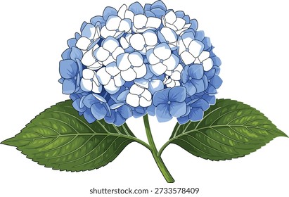 Botanical vector illustration of blue hydrangea flower, green leaves, detailed petals, natural beauty, floral design, garden inspiration