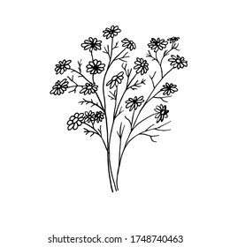 Ilustración vectorial botánica de una camomila. Dibujo de tinta al estilo Doodle. Objeto aislado sobre un fondo blanco. Elementos decorativos para el diseño primaveral y veraniego, bodas, viñetas.