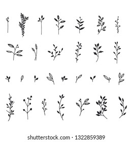 Botanical vector illustration. Graphic design elements for your logotype and identety