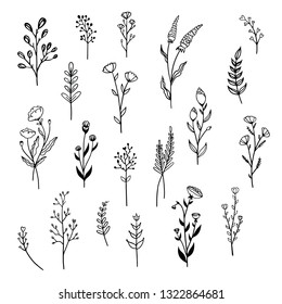 Botanical vector illustration. Graphic design elements for your logotype and identety