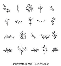 Botanical vector illustration. Graphic design elements for your logotype and identety