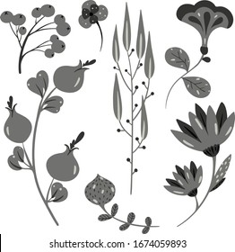 Botanical vector illustration. Graphic design elements for your logotype and identety