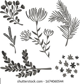 Botanical vector illustration. Graphic design elements for your logotype and identety