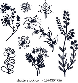 Botanical vector illustration. Graphic design elements for your logotype and identety