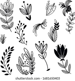 Botanical vector illustration. Graphic design elements for your logotype and identety