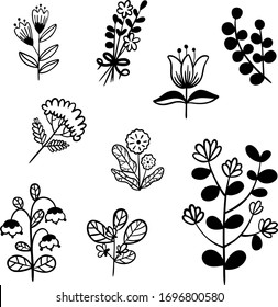 Ilustración vectorial botánica. Elementos de diseño gráfico para su logotipo e identidad