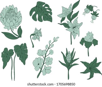 Botanical vector illustration. Graphic design elements for your logotype and identety