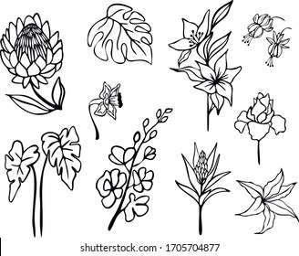 Botanical vector illustration. Graphic design elements for your logotype and identety