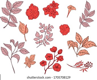 Botanical vector illustration. Graphic design elements for your logotype and identety
