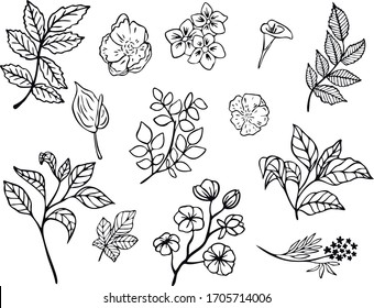 Botanical vector illustration. Graphic design elements for your logotype and identety