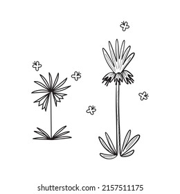botanical vector illustration,  graphic design, minimalistic art, black and white style, line art