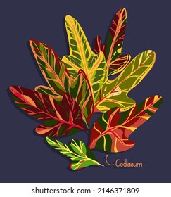 Botanical vector illustration. Houseplants. Variegated plants, multicolored leaves. Codiaeum, postcard