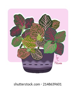 Botanical vector illustration. Houseplants. Variegated plants, multicolored leaves. Fittonia, postcard