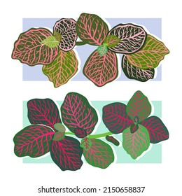 Botanical vector illustration. Houseplants. Variegated plants, multicolored leaves. Fittonia, postcard