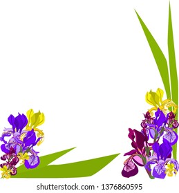 Botanical vector illustration. Iris on white background. Color flowers illustration