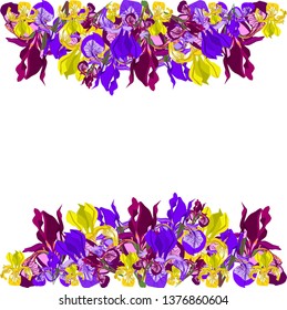 Botanical vector illustration. Iris on white background. Color flowers illustration