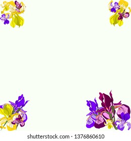 Botanical vector illustration. Iris on white background. Color flowers illustration