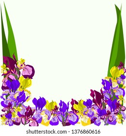 Botanical vector illustration. Iris on white background. Color flowers illustration