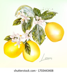 Lemon Tree Branch Images, Stock Photos & Vectors | Shutterstock