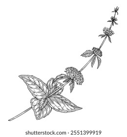 Botanical vector illustration of Mint plan with leaves and flowering stems. Black drawing of kitchen herb drawing in linear style for cookbook menu or herbal medicine. Vintage outline etching.