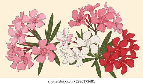 Botanical vector illustration of Nerium oleander flower clusters featuring pink, red, and white blossoms with narrow dark green leaves on a neutral cream-colored background.