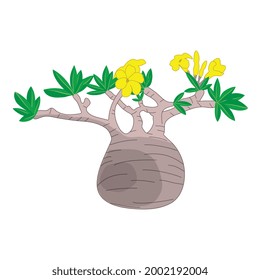 Botanical vector illustration of Pachypodium gracilius