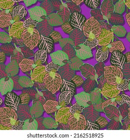 Botanical vector illustration pattern, Purple background. Houseplants. Multi colored leaves. Fittonia