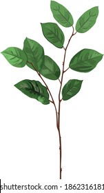 botánico es una ilustración vectorial de una planta