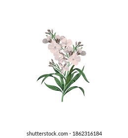 botanical is a vector illustration of a plant