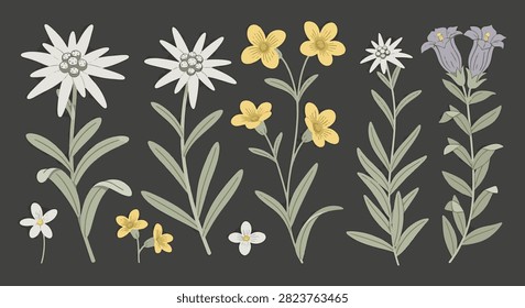 Botanical vector illustration set of alpine flora including Leontopodium nivale (edelweiss), gentian, and yellow mountain flowers with green foliage on a dark gray background.