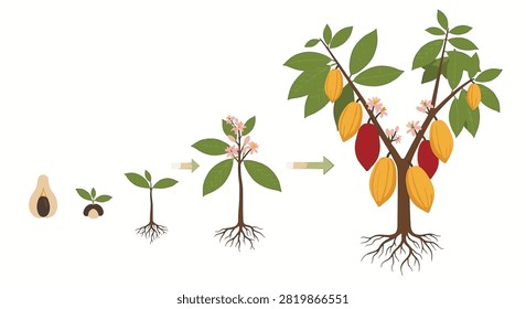 Botanical vector illustration showing the complete growth stages of a cocoa tree (Theobroma cacao), including seed germination, seedling, flowering, and mature plant with ripe pods.