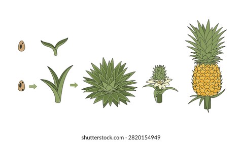 Botanical vector illustration showing the growth stages of a pineapple plant from seed and sprout to a flowering stage and finally a mature ripe fruit on a white background.