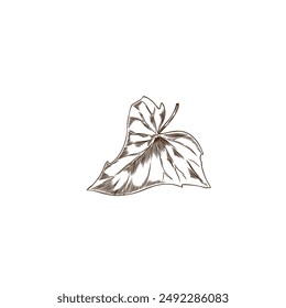 Ilustración vectorial botánica de un boceto de una hoja de batata dibujada a mano sobre un fondo blanco, para crear diseños ecológicos y saludables.